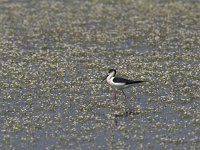 Himantopus himantopus 20, Steltkluut, Saxifraga-Luc Hoogenstein