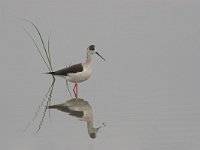 Himantopus himantopus 22, Steltkluut, Saxifraga-Luc Hoogenstein