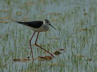 Himantopus himantopus 25, Steltkluut, Saxifraga-Marijke Verhagen