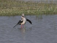 Himantopus himantopus 26, Steltkluut, Saxifraga-Luc Hoogenstein