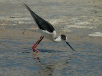 Himantopus himantopus 3, Steltkluut, Saxifraga-Jan van der Straaten