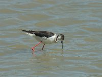 Himantopus himantopus 33, Steltkluut, juvenile, Saxifraga-Jan van der Straaten