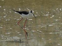 Himantopus himantopus 39, Steltkluut, Saxifraga-Willem van Kruijsbergen