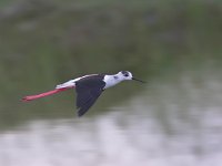 Himantopus himantopus 4, Steltkluut, Saxifraga-Luc Hoogenstein