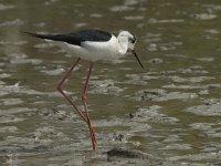 Himantopus himantopus 42, Steltkluut, Saxifraga-Willem van Kruijsbergen