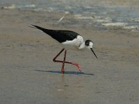 Himantopus himantopus 7, Steltkluut, Saxifraga-Jan van der Straaten