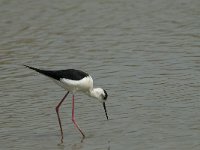 Himantopus himantopus 74, Steltkluut, Saxifraga-Willem van Kruijsbergen