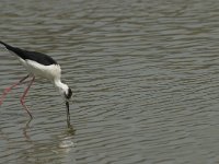 Himantopus himantopus 76, Steltkluut, Saxifraga-Willem van Kruijsbergen