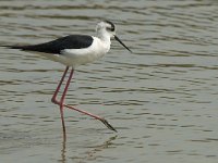 Himantopus himantopus 81, Steltkluut, Saxifraga-Willem van Kruijsbergen