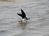 Himantopus himantopus 85, Steltkluut, Saxifraga-Bart Vastenhouw