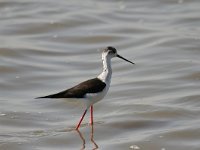 Himantopus himantopus 87, Steltkluut, Saxifraga-Bart Vastenhouw