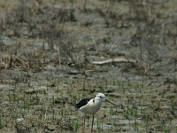 Himantopus himantopus 92, Steltkluut, Saxifraga-Dirk Hilbers