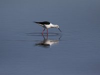 Himantopus himantopus 96, Steltkluut, Saxifraga-Peter Meininger