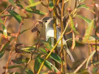 Hippolais polyglotta 5, Orpheusspotvogel, Saxifraga-Bart Vastenhouw.