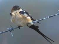 Hirundo daurica 2, Roodstuitzwaluw, Saxifraga-Piet Munsterman