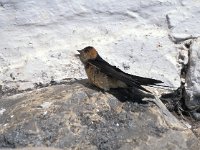 Hirundo daurica 3, Roodstuitzwaluw, Saxifraga-Jan van der Straaten