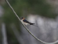 Hirundo daurica 4, Roodstuitzwaluw, Saxifraga-Dirk Hilbers