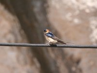 Hirundo daurica 5, Roodstuitzwaluw, Saxifraga-Dirk Hilbers