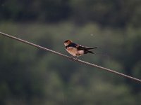 Hirundo daurica 6, Roodstuitzwaluw, Saxifraga-Henk Sierdsema