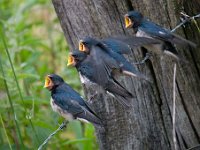 Hirundo rustica 100, Boerenzwaluw, Saxifraga-Luuk Vermeer