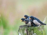 Hirundo rustica 112, Boerenzwaluw, Saxifraga-Luuk Vermeer