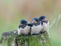 Hirundo rustica 114, Boerenzwaluw, Saxifraga-Luuk Vermeer