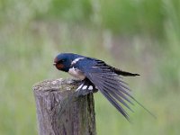 Hirundo rustica 117, Boerenzwaluw, Saxifraga-Luuk Vermeer