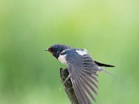 Hirundo rustica 126, Boerenzwaluw, Saxifraga-Luuk Vermeer