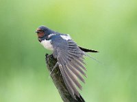 Hirundo rustica 127, Boerenzwaluw, Saxifraga-Luuk Vermeer