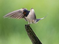 Hirundo rustica 128, Boerenzwaluw, Saxifraga-Luuk Vermeer