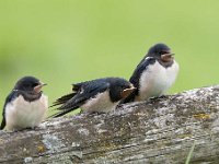 Hirundo rustica 131, Boerenzwaluw, Saxifraga-Luuk Vermeer