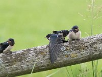 Hirundo rustica 133, Boerenzwaluw, Saxifraga-Luuk Vermeer