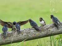 Hirundo rustica 138, Boerenzwaluw, Saxifraga-Luuk Vermeer