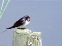 Hirundo rustica 14, Boerenzwaluw, Saxifraga-Jan Nijendijk