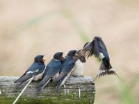 Hirundo rustica 147, Boerenzwaluw, Saxifraga-Luuk Vermeer