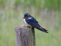 Hirundo rustica 150, Boerenzwaluw, Saxifraga-Luuk Vermeer