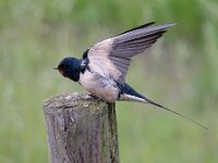 Hirundo rustica 154, Boerenzwaluw, Saxifraga-Luuk Vermeer