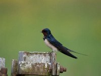 Hirundo rustica 156, Boerenzwaluw, Saxifraga-Luuk Vermeer