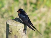 Hirundo rustica 157, Boerenzwaluw, Saxifraga-Luuk Vermeer