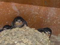 Hirundo rustica 168, Boerenzwaluw, Saxifraga-Jan Nijendijk