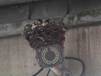 Hirundo rustica 18, Boerenzwaluw, Saxifraga-Mark Zekhuis