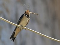 Hirundo rustica 183, Boerenzwaluw, Saxifraga-Tom Heijnen