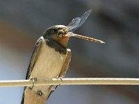 Hirundo rustica 184, Boerenzwaluw, Saxifraga-Tom Heijnen