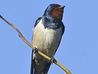 Hirundo rustica 187, Boerenzwaluw, Saxifraga-Tom Heijnen