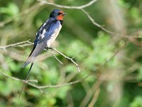 Hirundo rustica 188, Boerenzwaluw, Saxifraga-Tom Heijnen