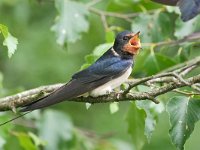 Hirundo rustica 189, Boerenzwaluw, Saxifraga-Tom Heijnen