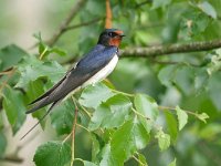 Hirundo rustica 190, Boerenzwaluw, Saxifraga-Tom Heijnen