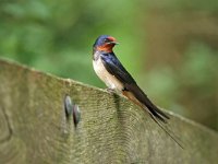 Hirundo rustica 193, Boerenzwaluw, Saxifraga-Tom Heijnen