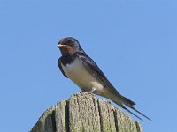 Hirundo rustica 20, Boerenzwaluw, Saxifraga-Martin Mollet