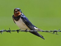 Hirundo rustica 27, Boerenzwaluw, Saxifraga-Ab H Baas